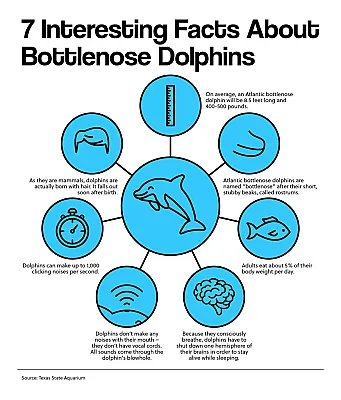 7 Interesting Facts About Bottlenose Dolphins