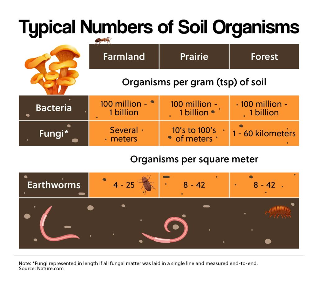 Typical Numbers of Soil Organisms