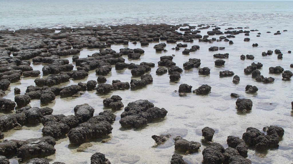 Living Rocks South Africa: Microbialites Absorb Carbon