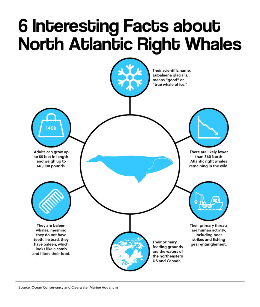 6 Interesting Facts about North Atlantic Right Whales