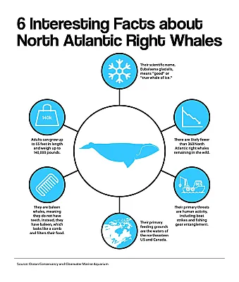 6 Interesting Facts about North Atlantic Right Whales