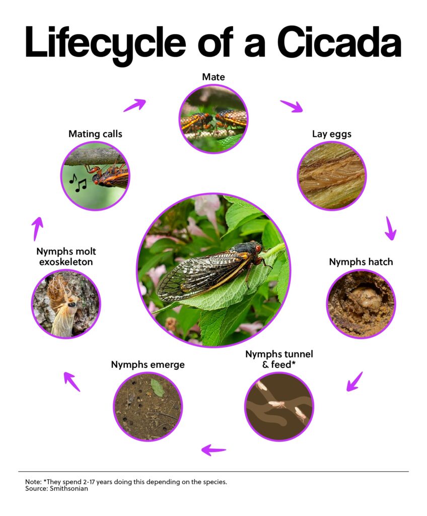 Lifecycle of a Cicada