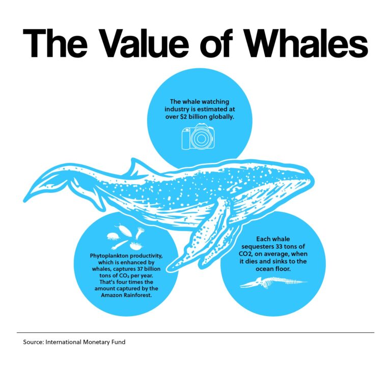 The Value of Whales
