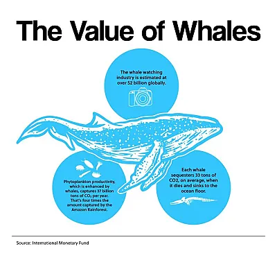 The Value of Whales