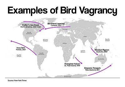 Examples of Bird Vagrancy