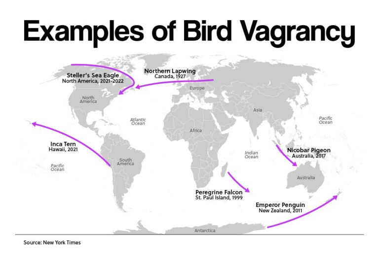 Examples of Bird Vagrancy