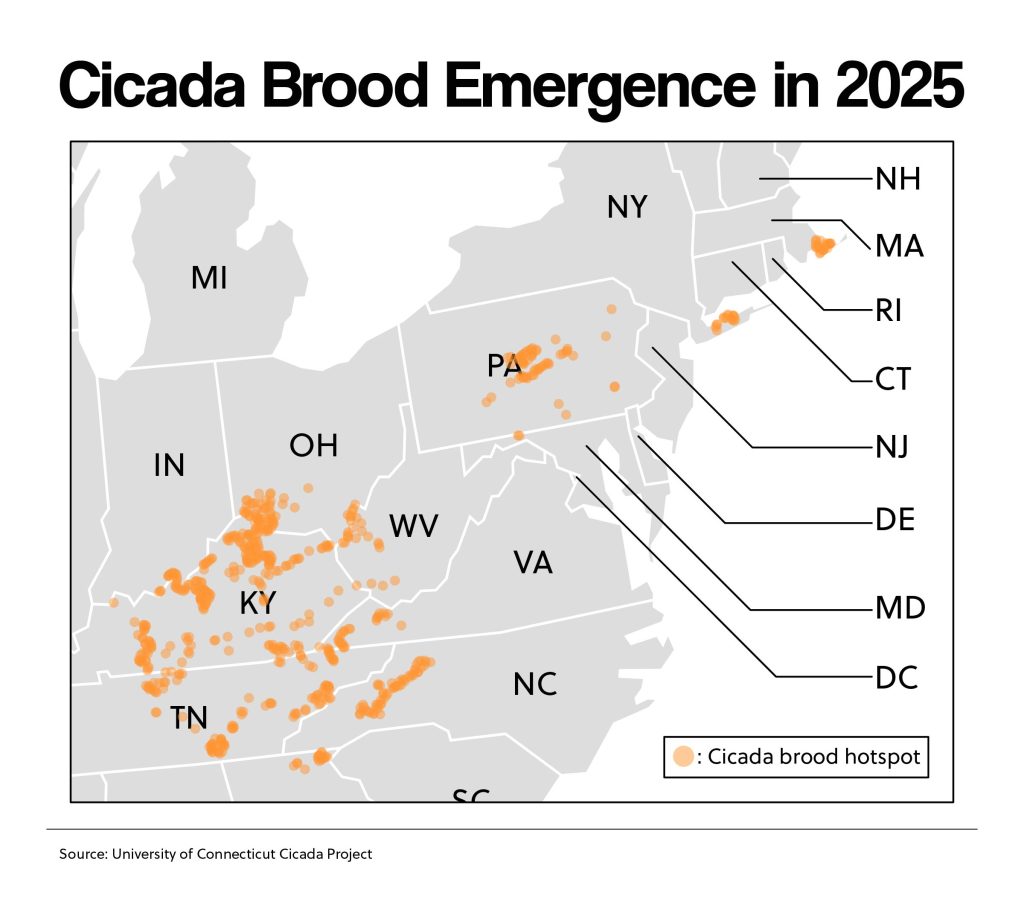 Cicada Brood Emergence in 2025