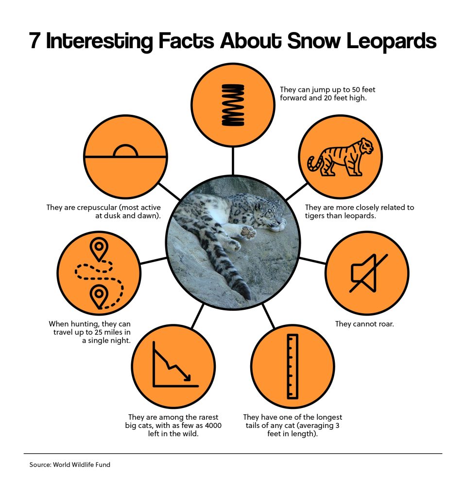 AI Helps Save Snow Leopards in Pakistan, image size:959x1024