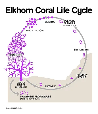 Elkhorn Coral Life Cycle