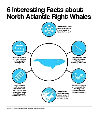 6 Interesting Facts about North Atlantic Right Whales