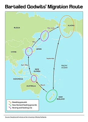 Bar-tailed Godwit's Migration Route