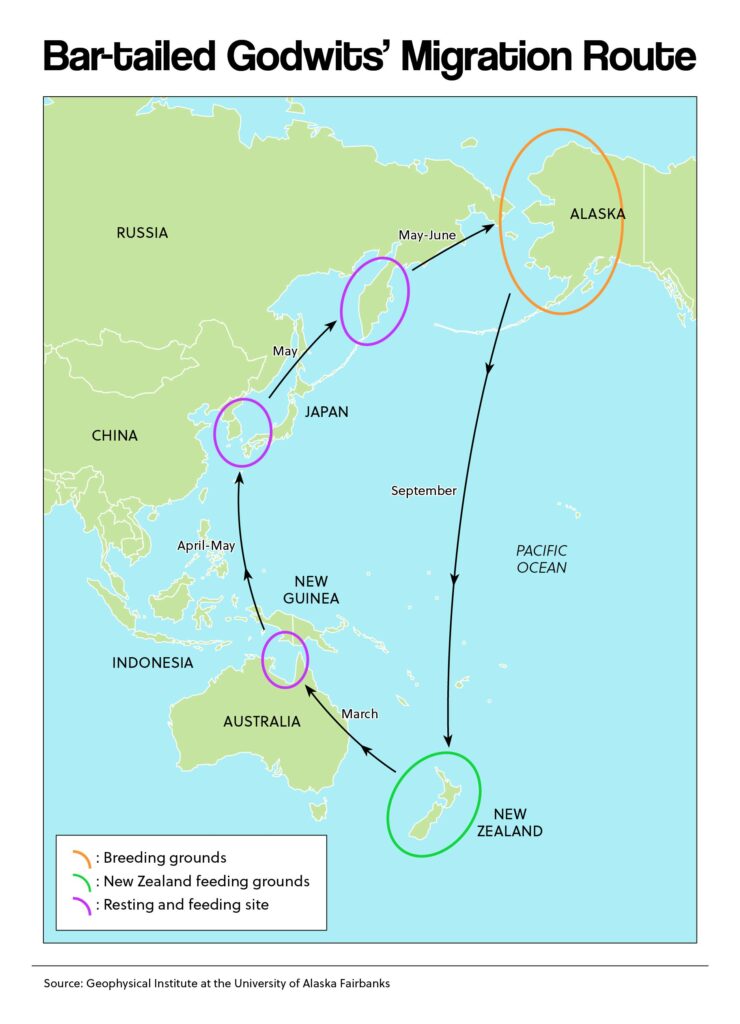 Bar-tailed Godwit's Migration Route
