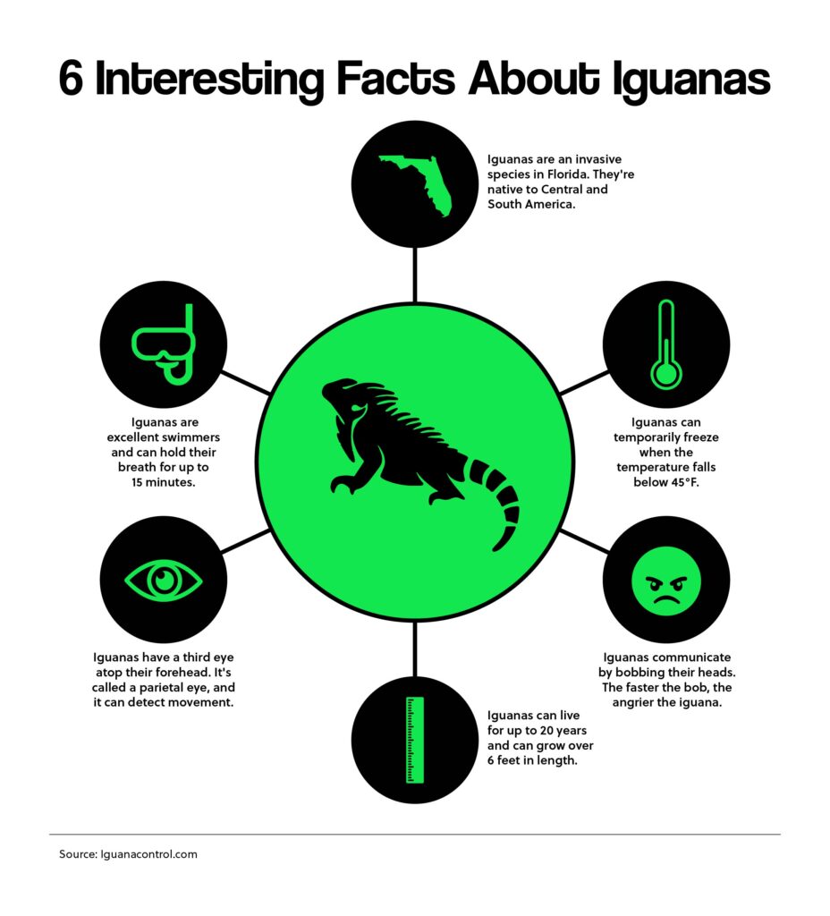 6 Interesting Facts About Iguanas