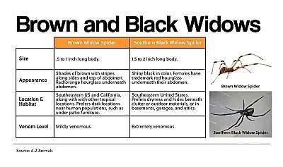 Brown and Black Widows