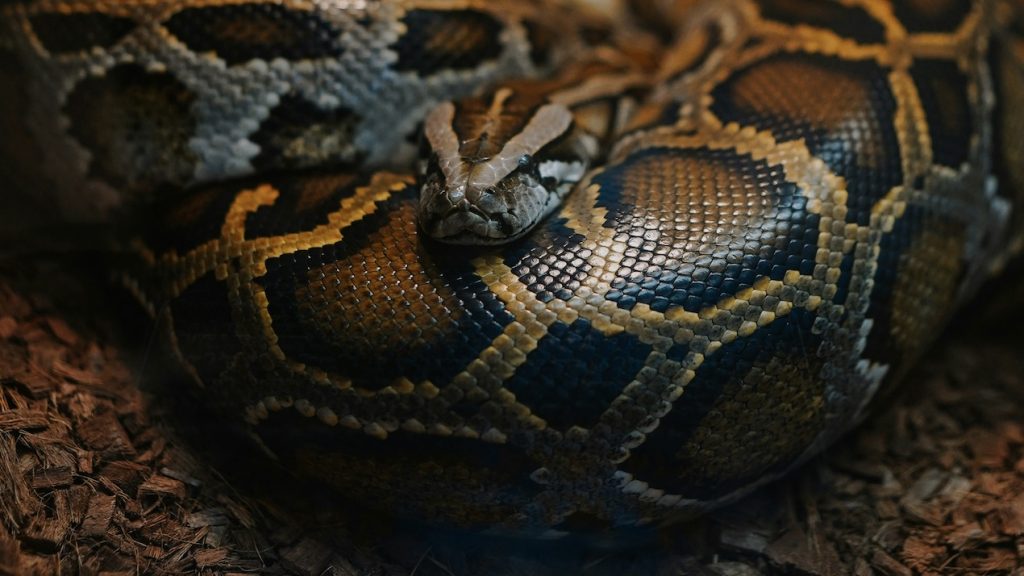 pythons